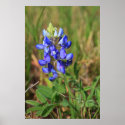 Texas Bluebonnet Poster posters