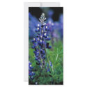 Texas Bluebonnet rack cards