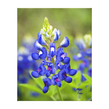 Texas Bluebonnet - State Flower Gallery Wrapped Canvas
