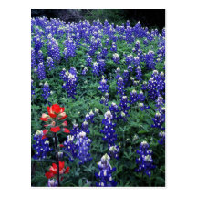 Texas Bluebonnets and Indian Paintbrush Postcards