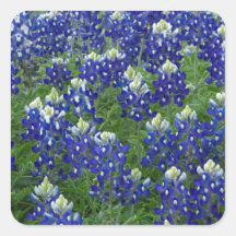 Texas Bluebonnets Field Photo Stickers