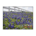 Texas Bluebonnets postcards