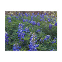TEXAS BLUEBONNETS POSTCARD