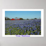 Texas Bluebonnets Poster