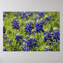Texas Bluebonnets Poster
