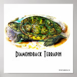 Texas-Diamondback-Terrapin Poster from Junglewalk posters
