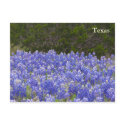 Texas Field of Bluebonnets postcards