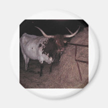 Texas Longhorn 2 at Cowcatchers Magnet