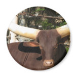 Texas Longhorn cattle magnets