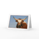 Texas Longhorn Cow cards