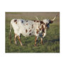 Texas Longhorn Cow Postcards