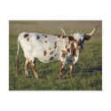 Texas Longhorn Cow postcards