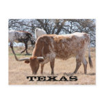 Texas Longhorn Postcard