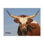 Texas Longhorn postcards