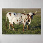 Texas Longhorn Posters