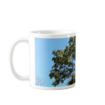 Texas Madrone mugs