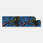 Texas Madrone tree Bumper Stickers