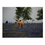 Texas Royalty Post Cards