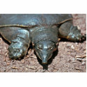 Texas spiny softshell turtle photo sculptures