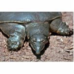 Texas spiny softshell turtle photo sculptures