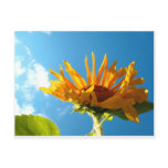 Texas Sunflower Postcard