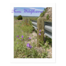 Texas Wildflowers Post Card