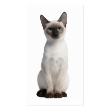 Thai kitten business card template