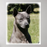 Thai Ridgeback 9Y815D-273 Print