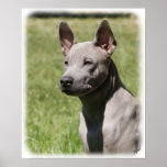 Thai Ridgeback 9Y815D-302 Poster