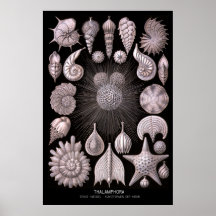 Thalamphora – Plate 2 - Kunstformen der Natur Poster