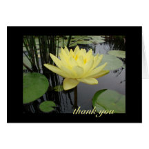 Thank You - Beautiful Water Lily Cards