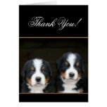 Thank You Bernese mountain dog pups card