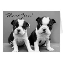Thank You Boston terrier puppies greeting card