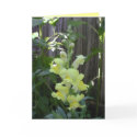 Thank You cards