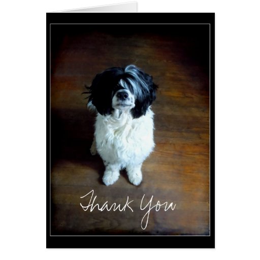 Thank You card with Portuguese Water Dog