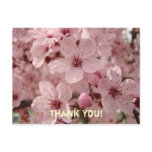 Thank You! Cards Pink Spring Tree Blossoms Postcards