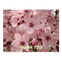 Thank You! Cards Pink Spring Tree Blossoms Postcards