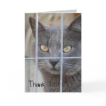 Thank You! Cat Cards