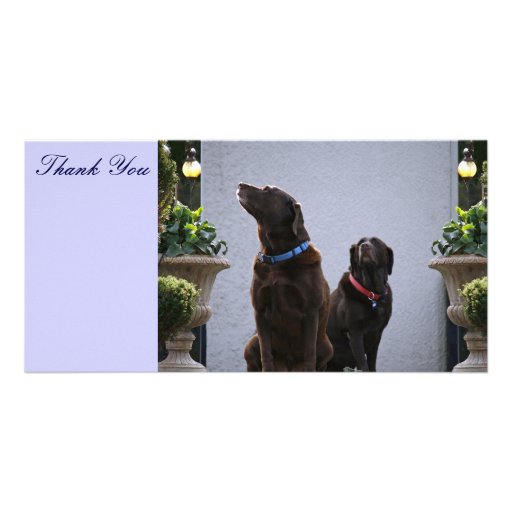 Thank You, Chocolate Labs Customized Photo Card