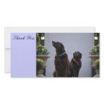 Thank You, Chocolate Labs photo cards