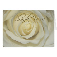 Thank you Cream Rose Cards