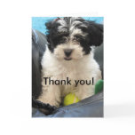 Thank you! Havanese Puppy cards