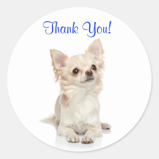 thank_you_long_haired_chihuahua_sticker-