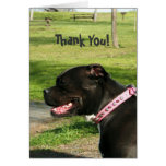 Thank You pitbull greeting card