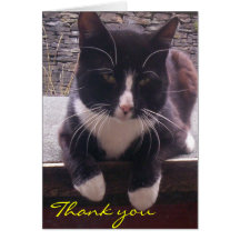 thank you whiskery cat card