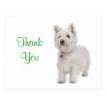 Thank You White Westie Puppy Dog Greeting Postcard