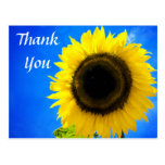 Thank You Yellow Sunflower Greeting Postcard
