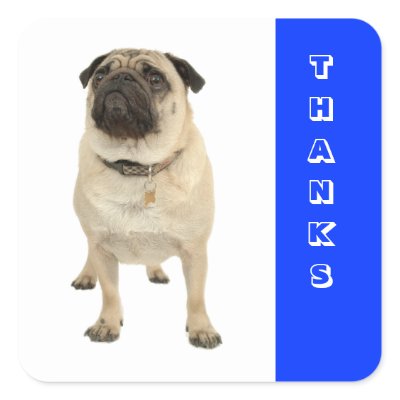 Thanks Greeting Pug Puppy Dog Stickers