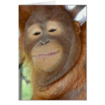 Thanks & Thinking of you Greeting Card