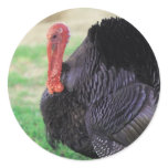 Thanksgiving Turkey Bird Round Stickers